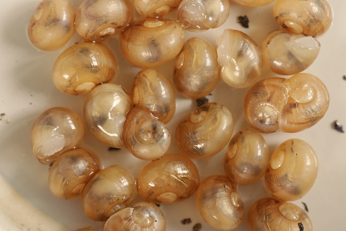 Baby Snails